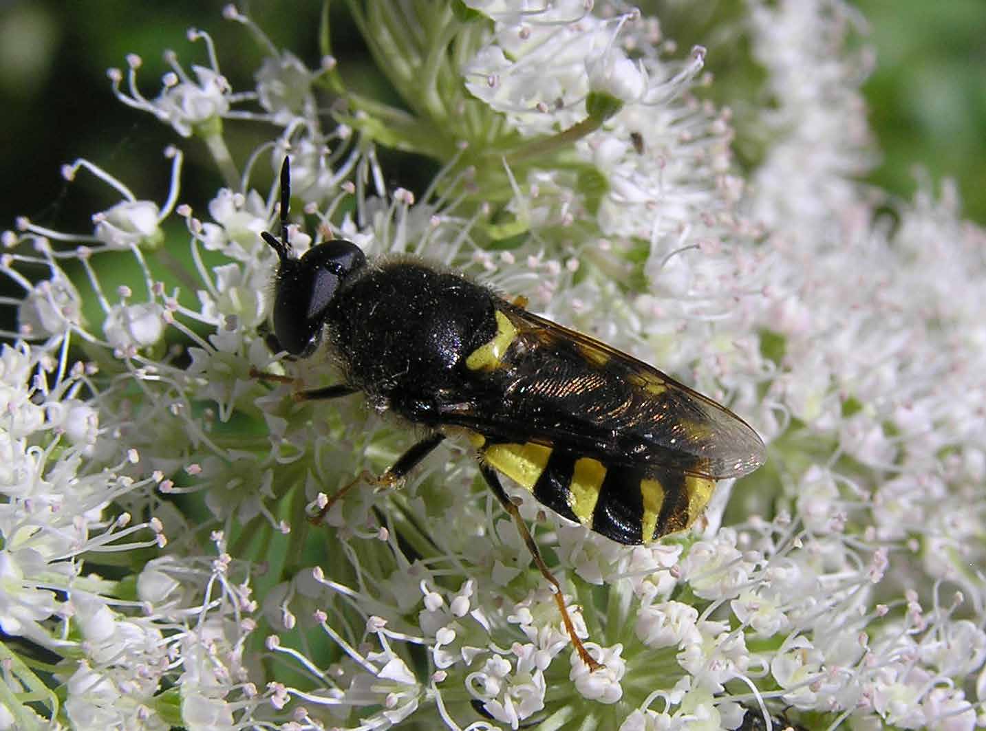 29 blomflugor varav flera hör till de så kallade slamflugorna som lever i grunda vegetationsrika miljöer och andas genom ett sifonrör som förs upp till vattenytan.