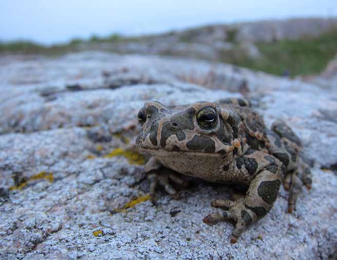 Grönfläckig padda Bufo viridis (CR) är Sveriges mest hotade groddjur, som har ett eget åtgärdsprogram och ingår i Bilaga IV i EU:s art- och habitatdirektiv.
