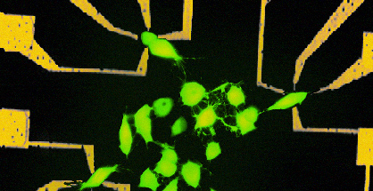 Bioteknikforskning, nervceller på ett chips på Chalmers om hur vi kunde höja kvaliteten i vår verksamhet genom ökad frihet. Regeringens inbjudan aktualiserade och intensifierade våra diskussioner.