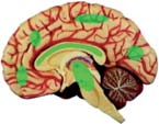 Vid Parkinsons sjukdom råder brist på signalsubstansen dopamin. Samma brist finns vid Lewy body demens där det också finns brist på acetylkolin.