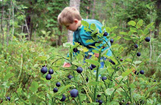 Blåbär är barnens favoritbär Svamp finns det gott om i skogarna runt om Härnösand. Många svampar är goda och räknas som riktig fin mat. Torkad svamp är en förstklassig gåva.