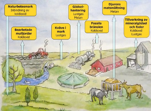 Globalt sett har människans tillförsel av kväve till biosfären ökat kraftigt sedan 1950-talet och livsmedelsproduktionen står för merparten av detta.