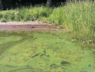 och kväve. Denna sjötyp, den näringsrika sjön (eutrofa sjön), är vanlig i slättområden där vi ju också har våra bästa jordbruksområden som kan bidra med ett överskott av fosfor och kväve.