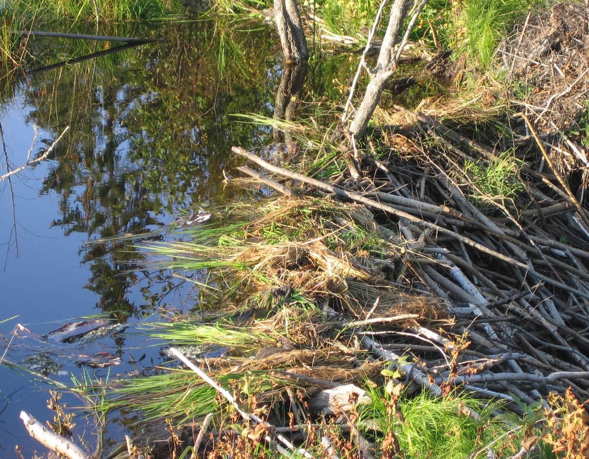 Bild 3. Bäckhydda längs Österdalälven, Älvdalen.