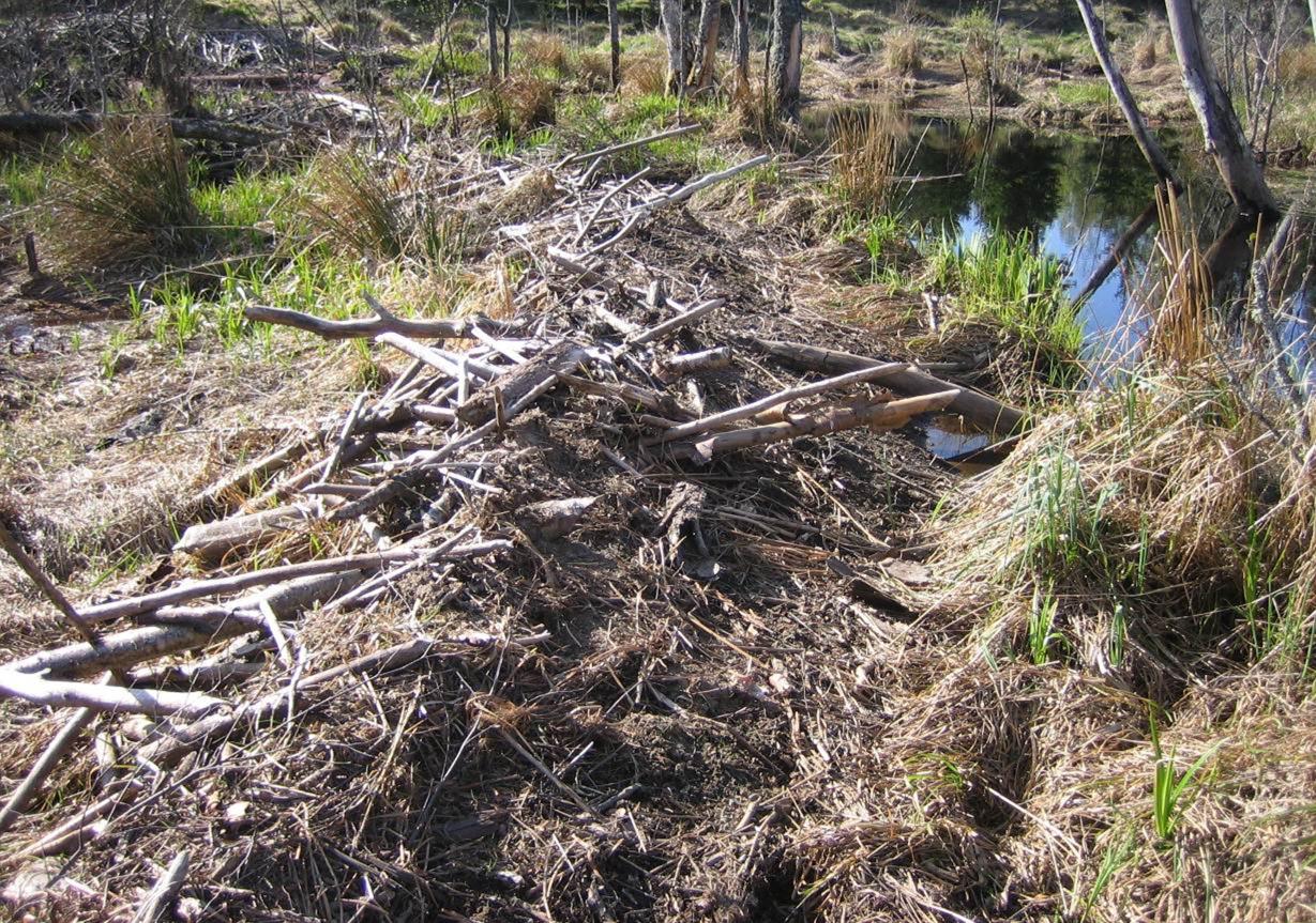 Bild 5. Ett exempel på bäverdämme i en damm som åtgärdats av den lokale markägaren genom att bygga in ett rör i dammkonstruktionen så att dammens nivå sänkts.