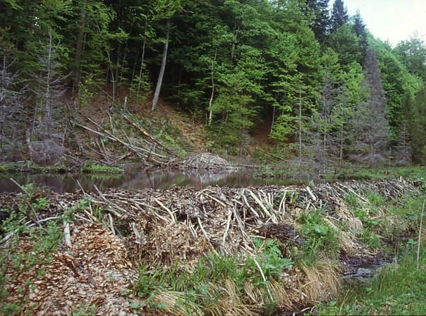 Bävern - en nyckelart? Nyckelarter eller så kallade keystone species är arter som ofta har en stor ekologisk betydelse, ofta större än vad deras förekomst eller antal antyder.