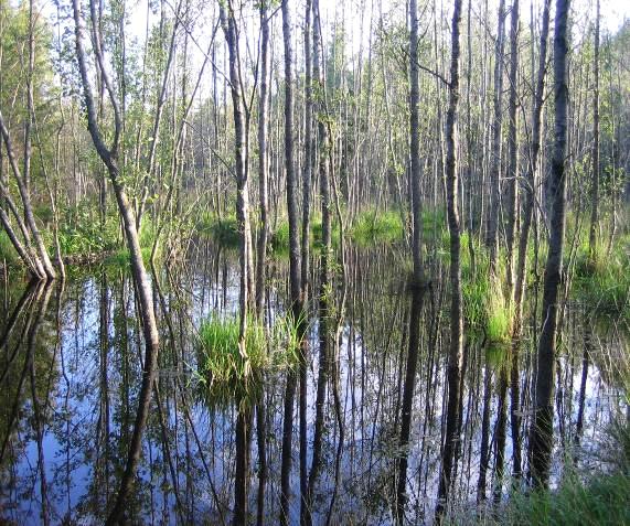 Då bävern dämmer upp ett vattendrag förändras förutsättningarna för vattenväxterna, en del missgynnas och försvinner medan flera nya arter som gynnas tillkommer.