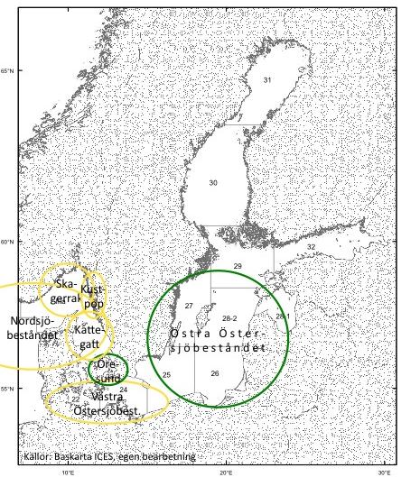 flera olika lekbestånd samexistera. Torskynglen äter djurplankton och så småningom allt större småfisk och annan föda.