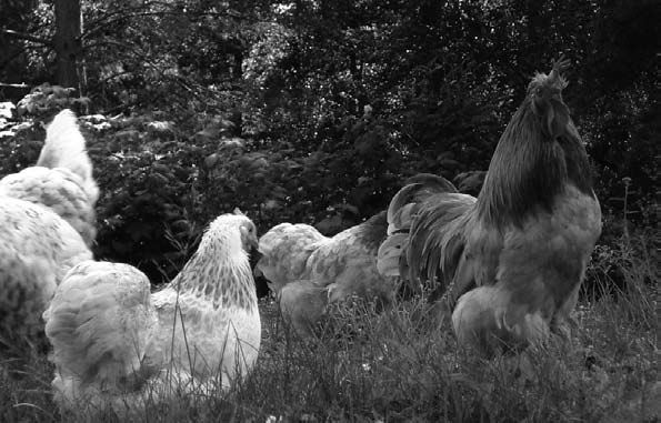 Foto: Catarina Krång På samma sätt vet man att hönor bryr sig om vem som lyssnar och hur budskapet tas emot när de lär sina kycklingar vad de kan äta och inte.