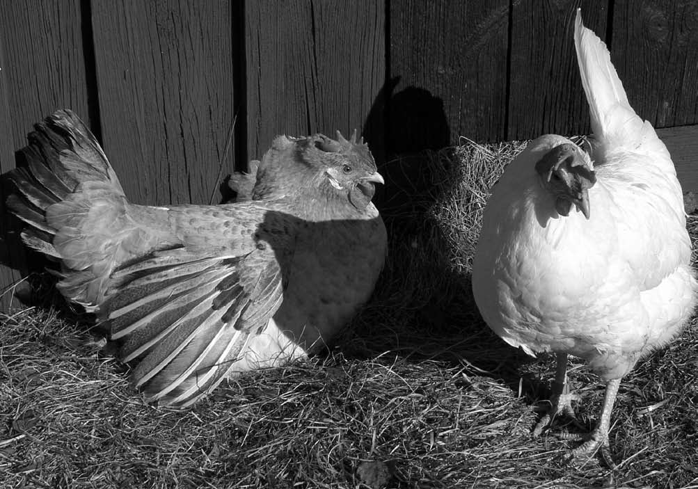 Höns använder sig av minst trettioen läten med olika innebörd. Foto: Catarina Krång Harmoniskt flockliv I en naturlig flock av djungelhöns lever mellan fyra och 30 individer.