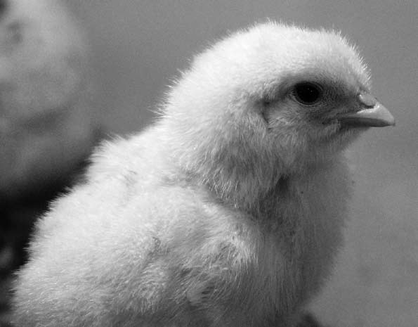 Avel och kläckning De ägg som befruktats och som ska kläckas för att bli nya värphönor läggs av hönor i speciella avelsbesättningar.