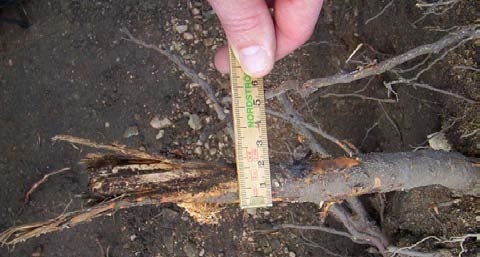Det finns vissa kriterier för kapning av rötter som ska respekteras för att minimera skador på träd.