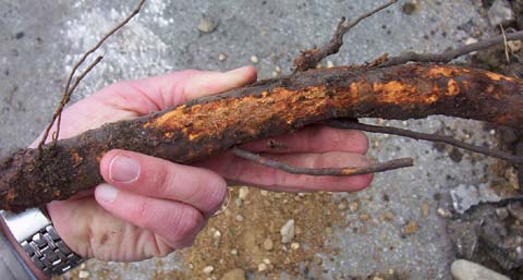 Större rötter med en diameter > 50 mm kan i enskilda fall kapas om det sker längre än tre meter från stammen.