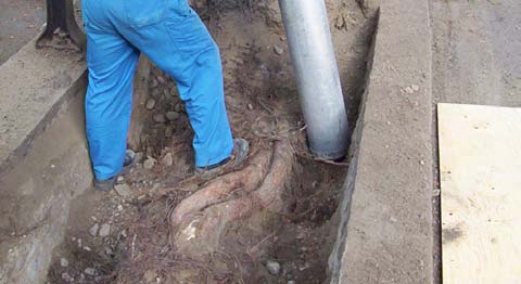 Större rötter som belastas med nytt bärlager ska skyddas mot vassa stenar med en geotextil (bruksklass 3).