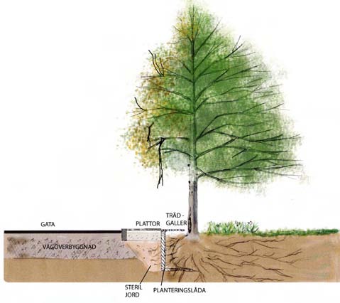 2009.02.23 BAKGRUND 1.5 Markförutsättningar Man kan sammanfatta stadsträdens markförutsättningar i följande punkter: Växtbädden har för liten volym.