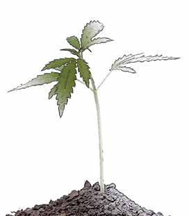 MYT 8 FN-konventionen tillkom av ett misstag SVAR: Det var krav från länder med ett utbrett missbruk av cannabis som gjorde att drogen hamnade i FN:s allmänna narkotikakonvention (Single Convention
