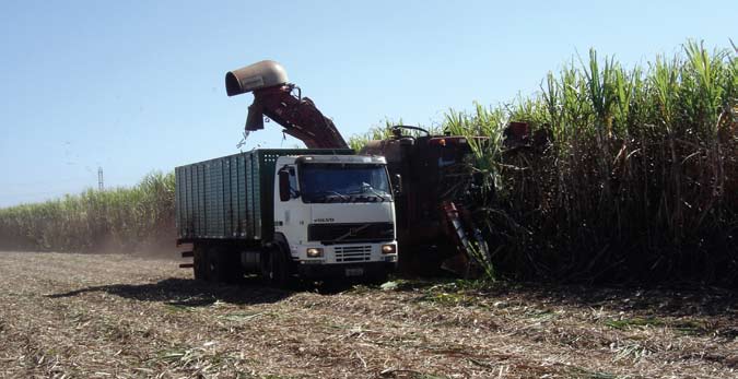 Skörd av sockerrör i delstaten São Paulo, Brasilien. Undanträngningseffekten Den dominerande markanvändningen i Brasiliens icke skogklädda delar är betesdrift med nötkreatur.
