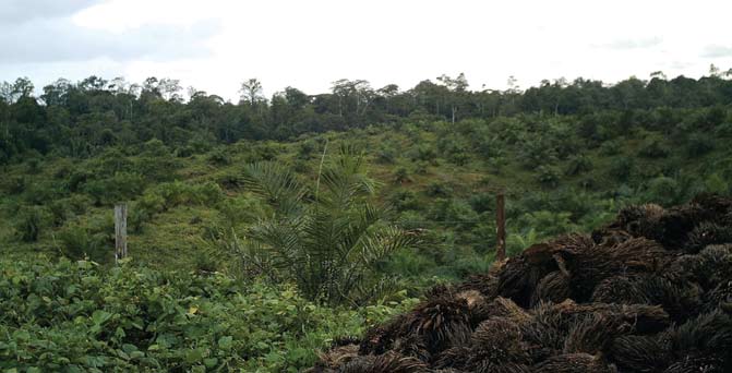 Plantage med unga oljepalmer. I förgrunden oljepalmens fruktklasar. Esmeraldas, nordvästra Ecuador. Varje år äger mycket omfattande skogs- och torvbränder rum i Indonesien.
