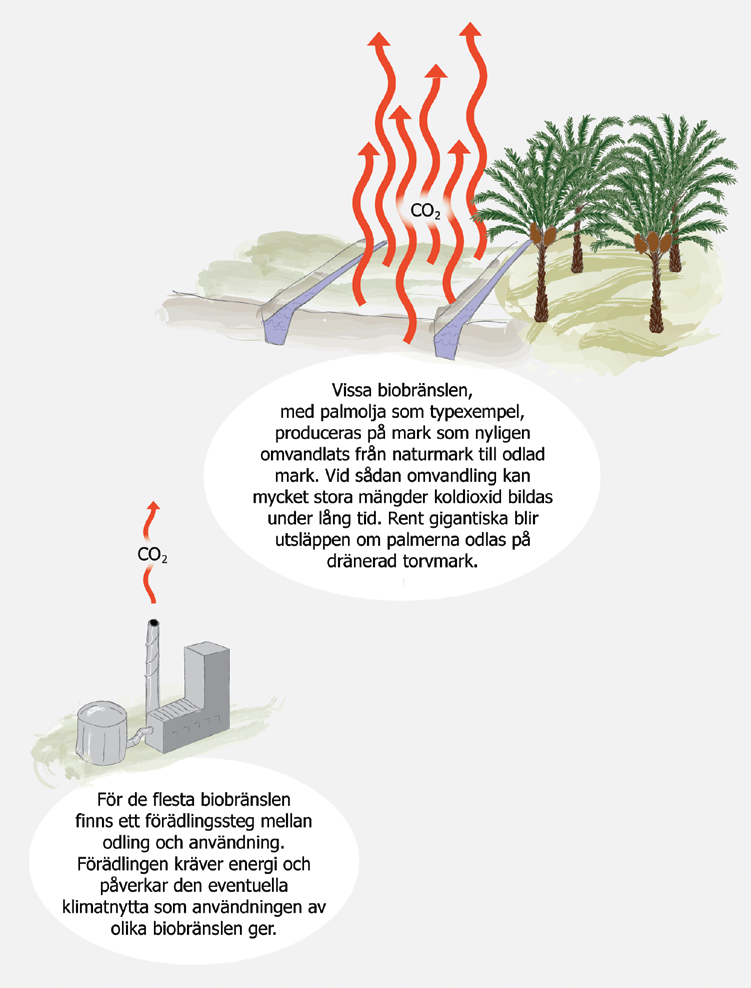 Illustrationen förklarar varför det inte är självklart att utsläppen av koldioxid minskar, då man ersätter fossila bränslen med biobränslen.