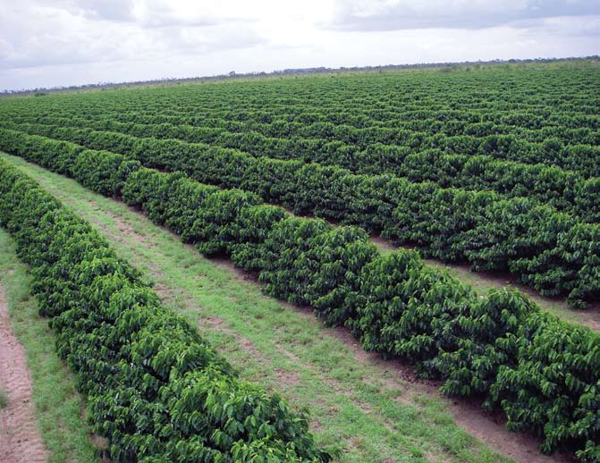 Solodling med kaffe i delstaten Bahia, Brasilien. I länder med gott om mark, som Brasilien, har kaffeodlingen skett med mycket slösaktiga metoder.