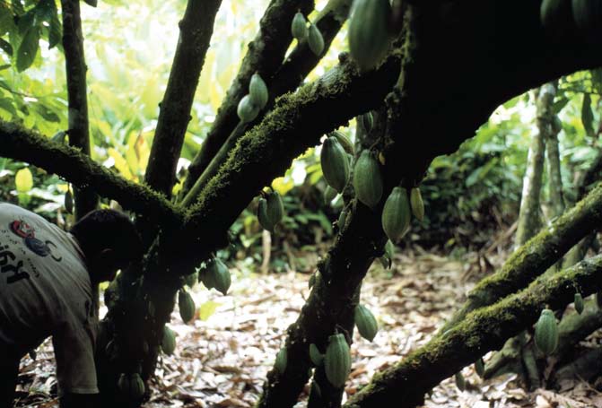 Kakaoplantering i delstaten Amazonas, Brasilien.
