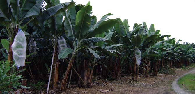 Bananplantage i Los Ríos, centrala Ecuador. EU svarade 2005 för 38 procent av världens bananimport, USA för 25 procent och Japan för sju procent.
