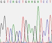 Molekylärgenetikern måste därför extrahera DNA från cellerna och utföra specifika kemiska reaktioner för att kunna läsa av koden hos genen som han eller hon undersöker.
