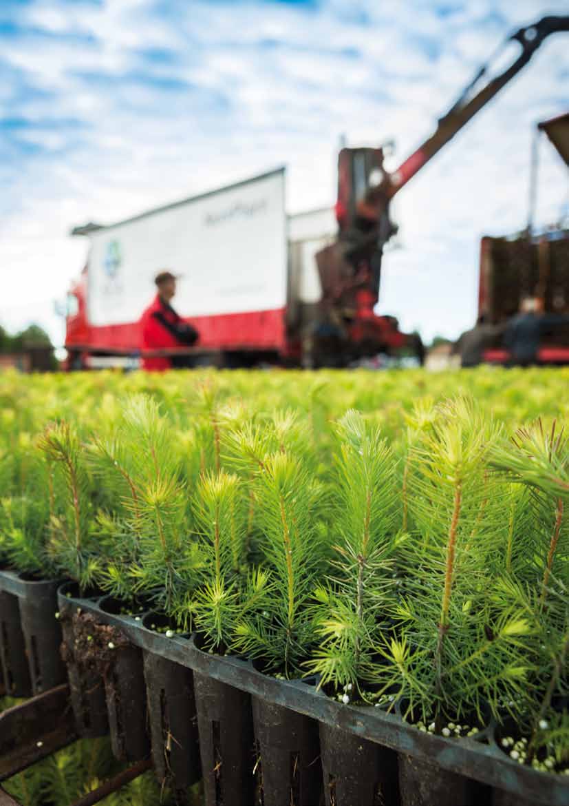 En bra start ökar möjligheterna för din skog SCAs plantverksamhet NorrPlant levererar omkring 100