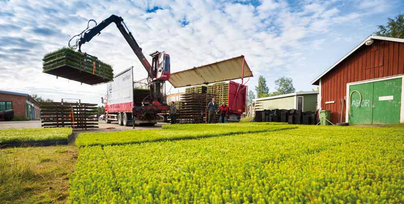 Ett tryggt val för framtidens skog När du ska välja plantor till din kommande skog behöver du fundera på faktorer som rätt härkomst på plantorna, rätt plantsort och planttyp och inte minst antalet