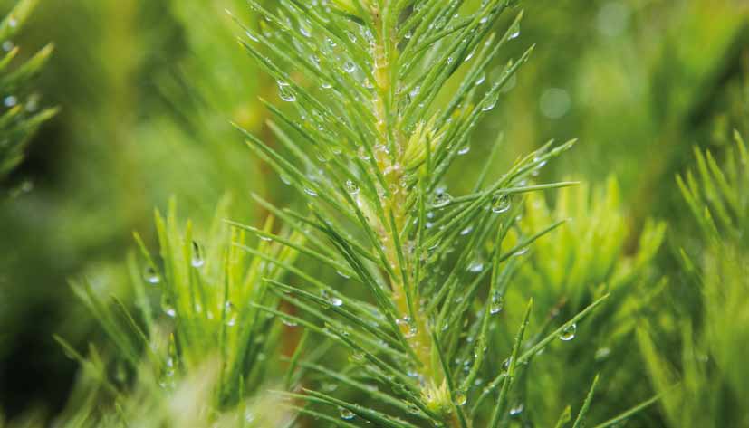 Så här köper du våra plantor Hos oss är alla välkomna att köpa plantor både enskilda skogsägare och stora bolag.