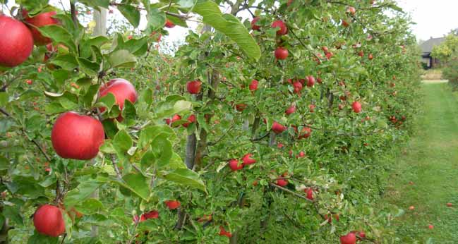 som själv sorterar sin frukt medan kostnaden i den mindre odlingen blir 9,23 kr/kg. Motsvarande självkostnadspriser för ekologisk frukt blir 13,01 respektive 15,21 kr/kg.