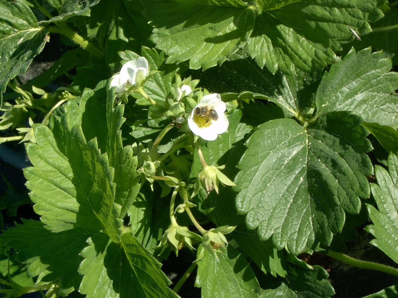 Honungsbi i en jordgubbsblomma. Jordgubbsblomman måste besökas av både små och stora pollinatörer för att bilda en stor och regelbunden frukt.