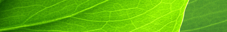 Faktablad European Bioplastics Förnybara energikällor för produktion av bioplast Påverkan på jordbruket status och framtidsutsikter I början tillverkades plast av förnyelsebara råvaror.