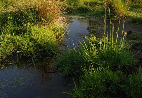 Våtmark. Foto: Robert Ekholm 2.5 Klimatförändringarnas påverkan på mångfalden vi bestämmer! Skog eller våtmark. Budskap Vi klarar klimatförändringarna bättre med bibehållen mångfald.