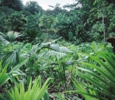 Folken i tropikskogarna har utvecklat det under flera hundra år. De vet mycket om sina grödor. De har sett att de passar in i skogens ekologi. Folk flyttar in i regnskogen från andra områden.