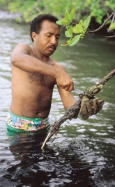 Den här mannen fiskar ostron i mangroveskogarna. Foto: WWF/ Juan Pratginestos Därför doppas pilen i gift. Då dör djuret även om pilen bara rispar lite.