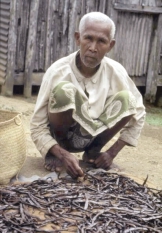 Jordnötter Västafrika Nöten Sötpotatis Sydamerika Rotfrukten Ris Sydostasien Fröet Foto: WWF/Mark Edwards Papaya och mango Papaya och mango är två andra tropiska frukter.