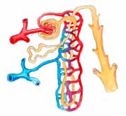Kroppens filterpaket I varje njure finns ca en miljon små urinproducerande enheter, så kallade nefron. Varje nefron består av ett blodkärlsnystan, glomerulus, och en njurkanal, tubulus.
