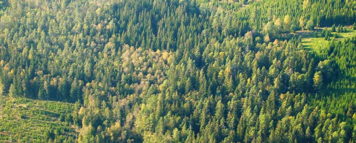 Massor av skog Som ett grönt täcke bäddar skogen in oss. Bortsett från kalfjällen och de större jordbruksbygderna så finns det skog överallt i vårt land. Skogen är till nytta på massor av olika sätt.
