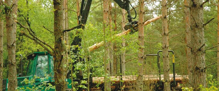 Det totala taxeringsvärdet för produktiv skogsmark 2006 var 292 miljarder kronor vilket ger ett genomsnitt på 12 700 kr per hektar.