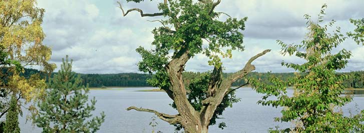 Det var en gång Tänk om skogen kunde berätta. Vilka fantastiska historier det skulle bli. Avslöjanden om var hemliga skatter ligger begravda och berättelser om het kärlek och ond bråd död.