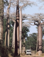 Baobab en riktig bamsing! Baobabträdet växer på torra platser i Afrika. Det kan bli väldigt gammalt. Baobabträdet blir inte så högt. Men stammen är mycket tjock. I stammen lagras vatten.