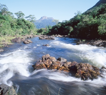 Tio gånger Sverige! Amazonas är världens största sammanhängande regnskog. Den är mer än tio gånger så stor som Sverige. I Amazonas finns hälften av världens regnskog.