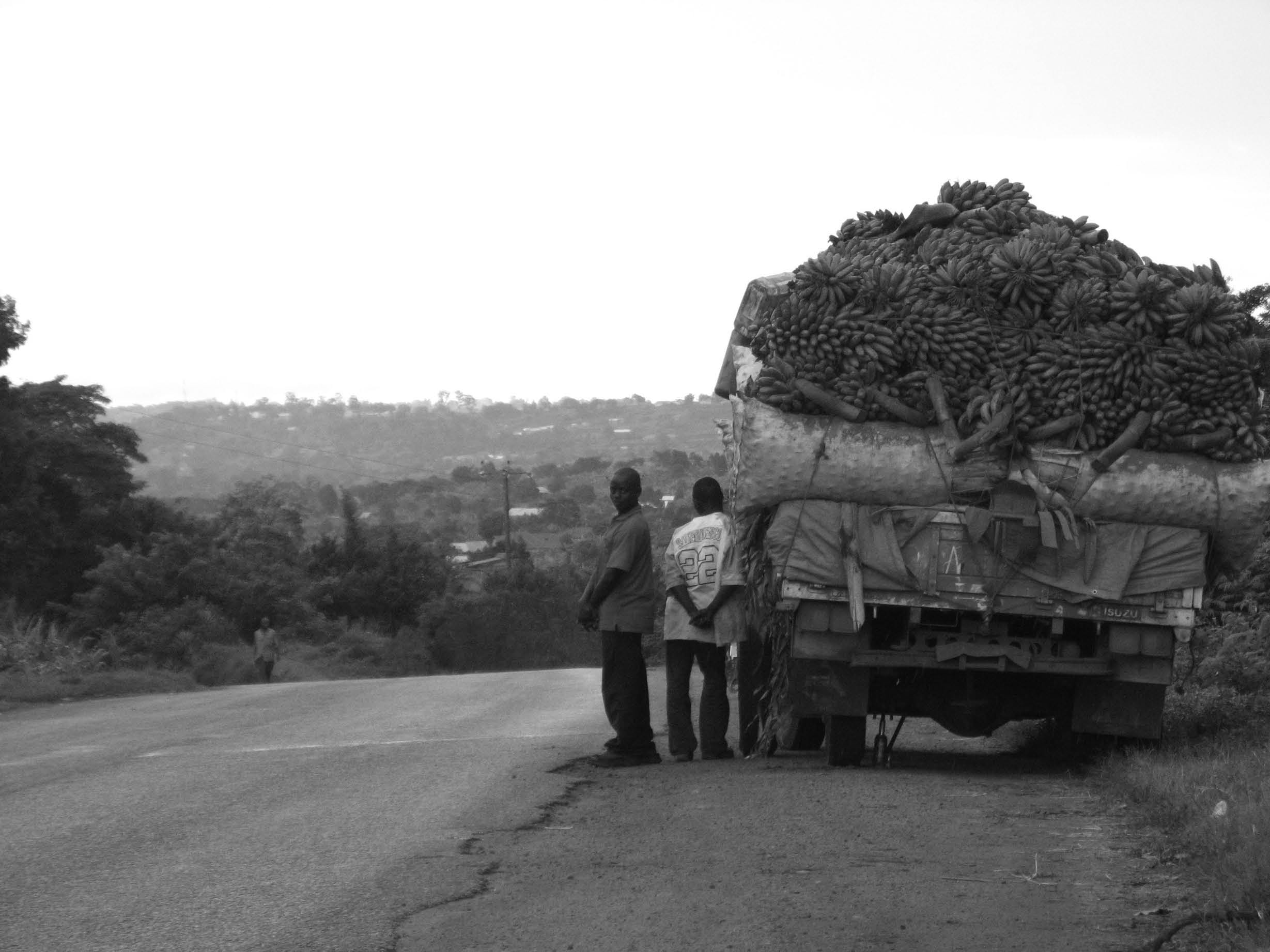 Sveket mot de fattigaste Foto: Veronica Ahlqvist Nyskördade bananstockar på väg till marknaden är en vanlig syn i Uganda.