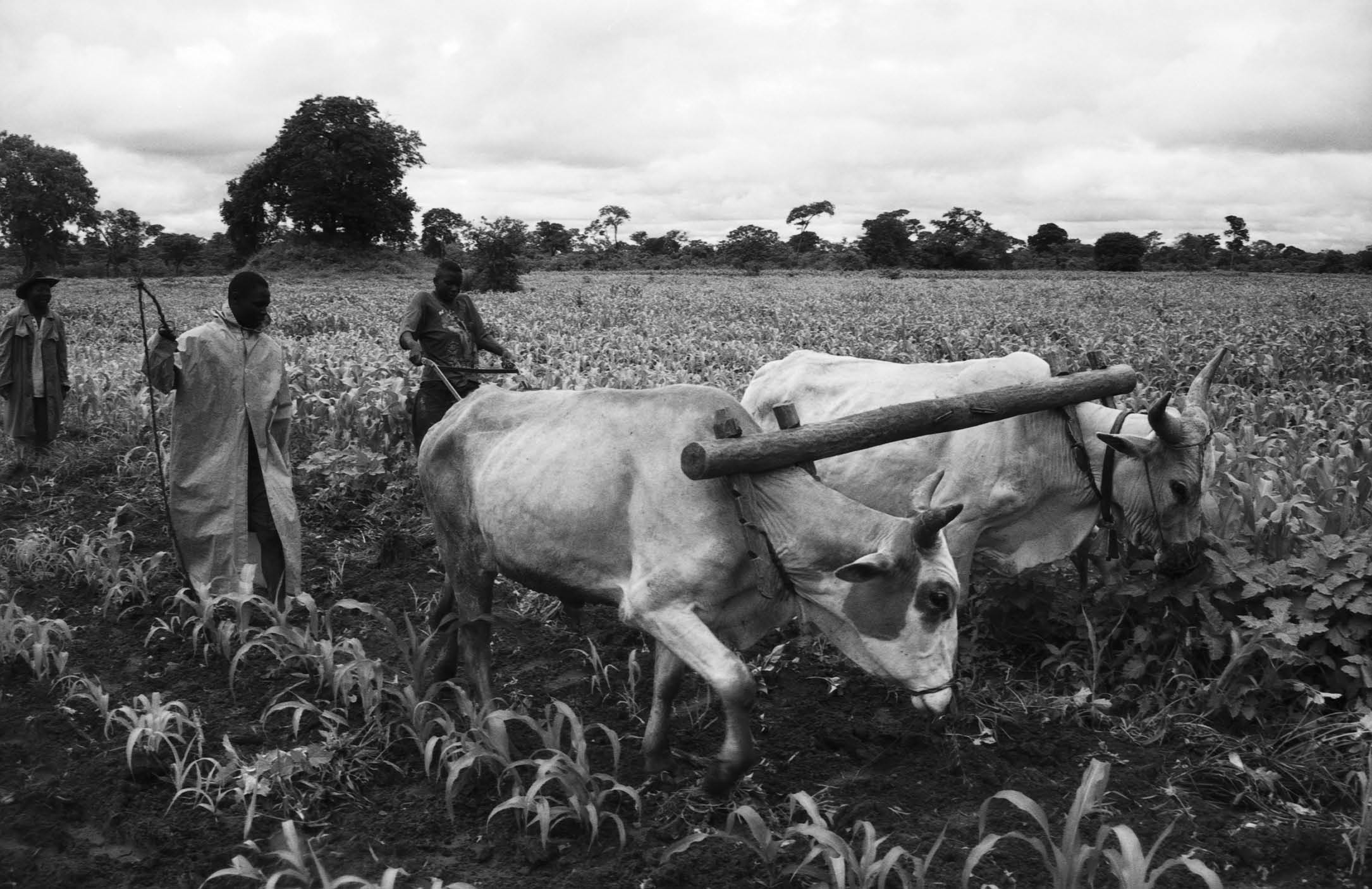 Kooperation Utan Gränser Foto: Magnus Lundell Familjen Nyanda i byn Mutucebes i Zimbabwe rensar ogräs och vinterplöjer majsfältet.