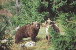 Peter Lilja/N DE FLESTA BJÖRNMÖTEN är helt odramatiska, men tragiska dödsolyckor har inträffat i Sverige. De allra flesta björnar skjuts i samband med älgjakt. Björnen är ett svårjagat vilt.