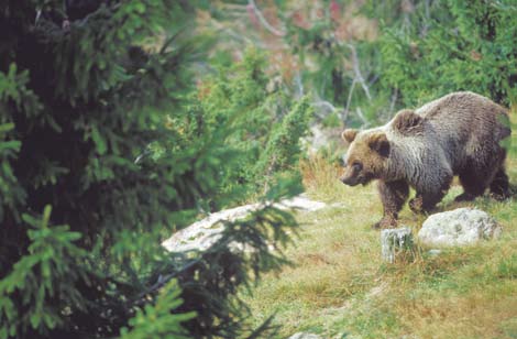 Peter Lilja/N De allra flesta björnar skjuts i samband med älgjakt. Björnen är ett svårjagat vilt. JÄGARE är den grupp som träffar på flest björnar i naturen. Oftast undviker björnen själv kontakt.