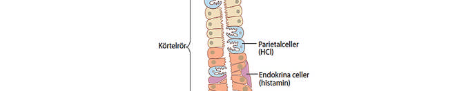 och GERD, ATC-kod A02 B Histamin-2-blockerare cimetidin ranitidin