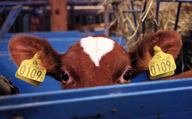 Foto: Linda Graveleij Kalvarna i mjölkindustrin skiljs från sin mamma kort efter födseln och hålls ensamma i små boxar.