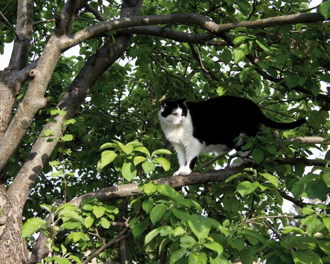 10. Katter 10.1 Naturligt beteende hos katter 10.1.1 Ursprung och domesticering Tamkatten härstammar från den afrikanska vildkatten, som är nära släkt med den sällsynta europeiska vildkatten.